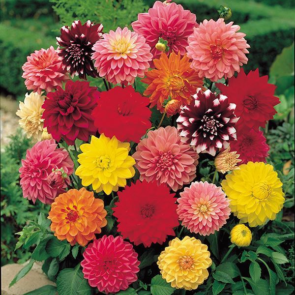 春植え球根 ダリア 切花向き中輪セット 5色5球 (各1球) 送料込み [特別セールチラシ]