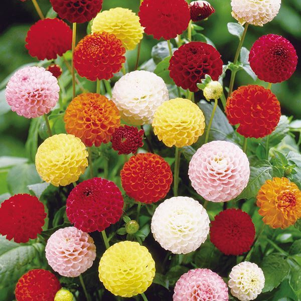 春植え球根 ダリア 切花向きポンポンセット 5色5球 (各1球) 送料込み [特別セールチラシ]