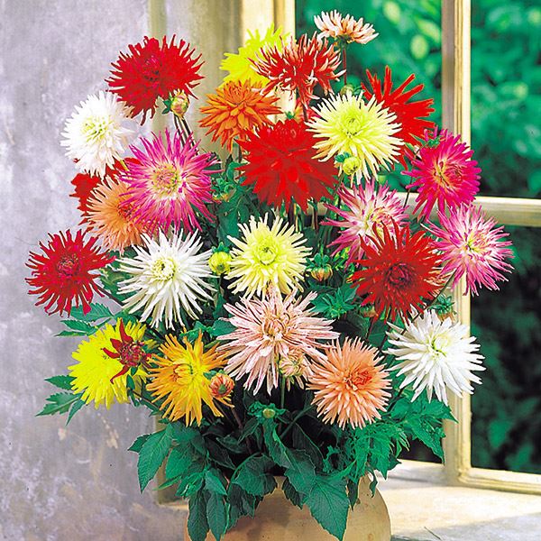 春植え球根 ダリア 切花向きカクタス咲ダリアセット 5色5球 送料込み [特別セールチラシ]