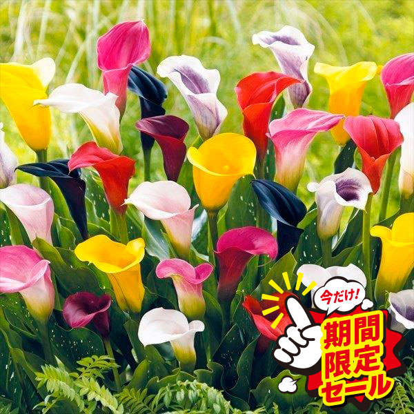 春植え球根 カラー 畑地性カラーミックス(無選別） 10球 送料込み [特別セールチラシ]