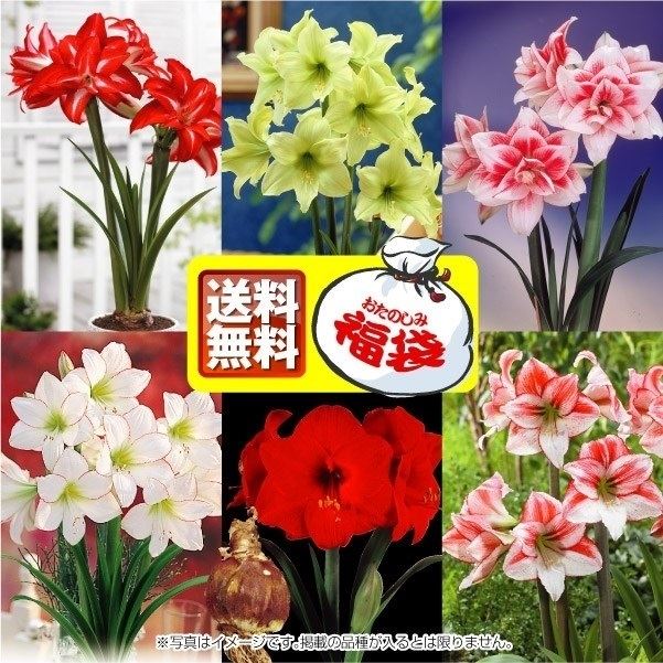 球根アマリリス福袋 (品種見計らい・名称付) 5球 送料無料 [特別セールチラシ]