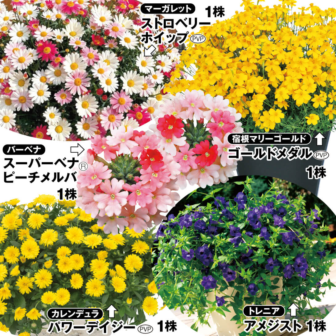 花苗 人気TOP5 PW花苗セット 5種5株 送料込み [特別セールチラシ]