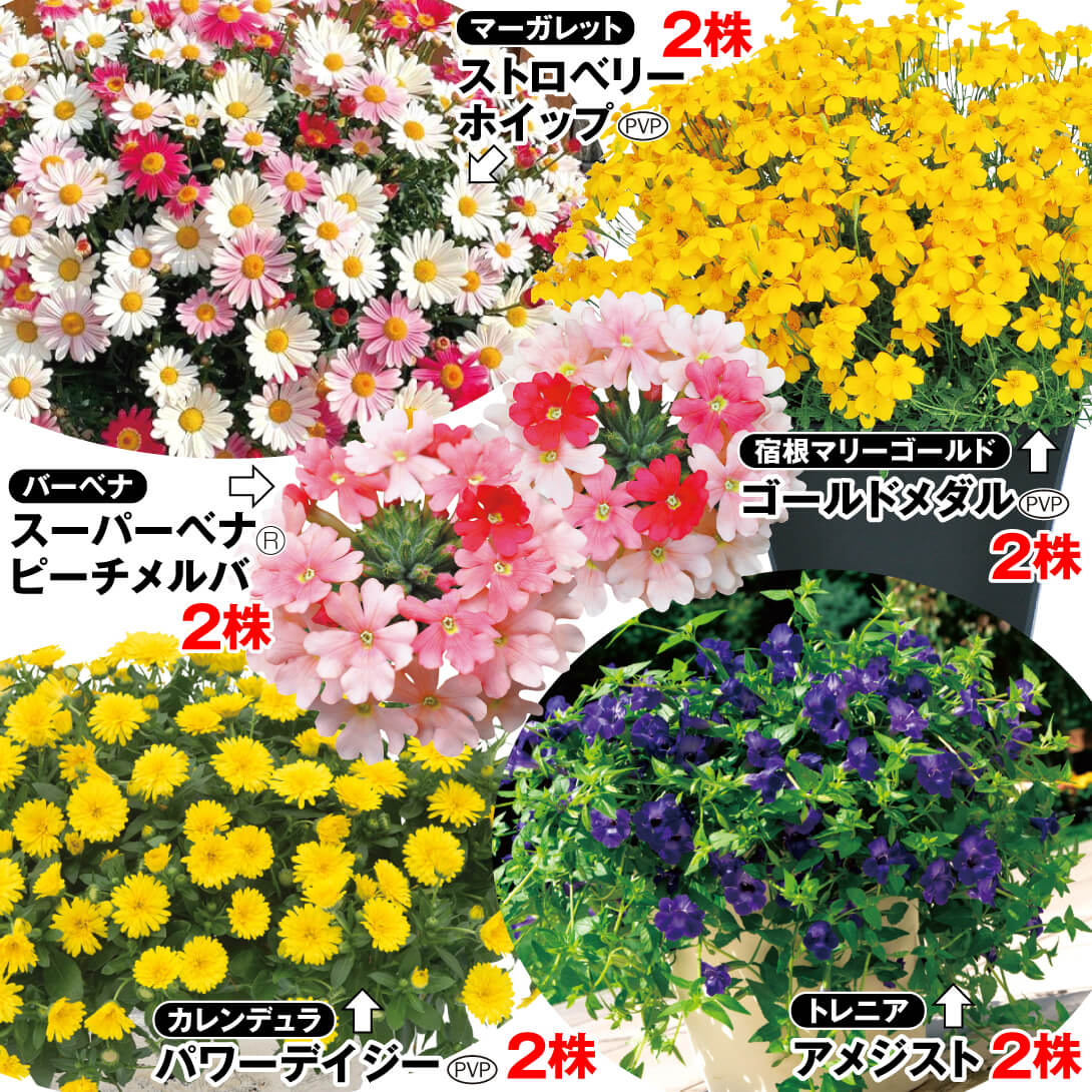 花苗 人気TOP5 PW花苗セット 5種10株 送料込み [特別セールチラシ]