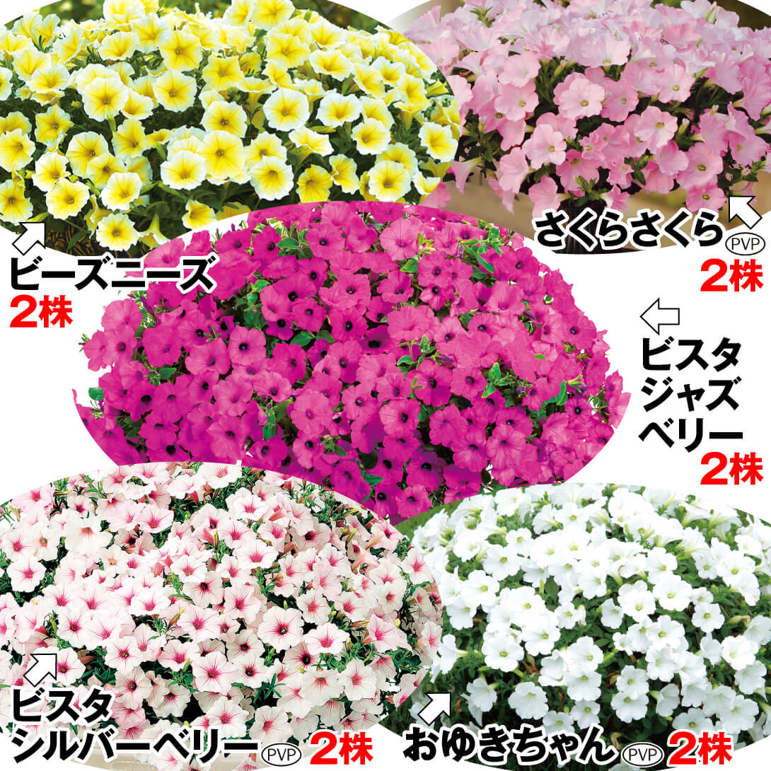 花苗 ペチュニア 人気TOP5セット 5種10株 送料込み [特別セールチラシ]