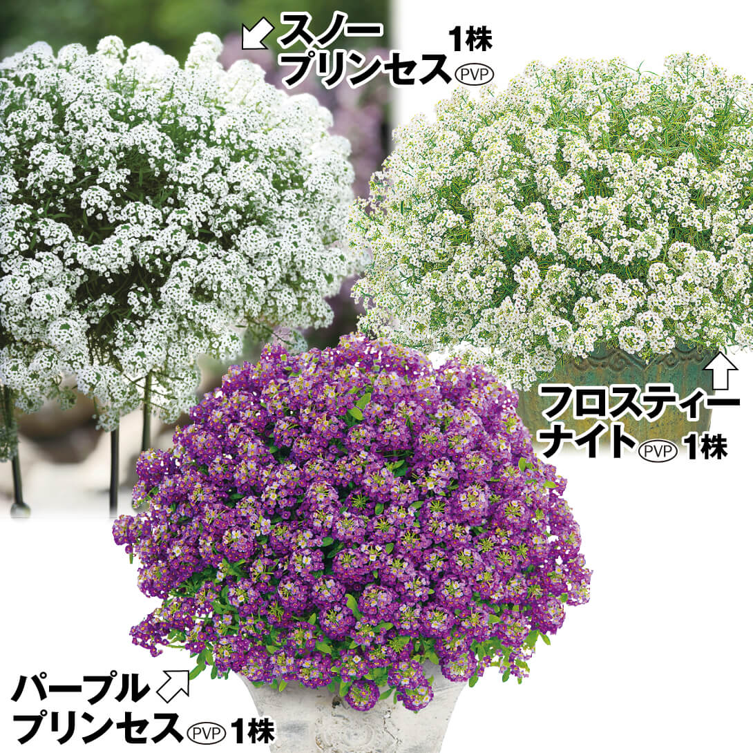 花苗 スーパーアリッサムセット 3種3株 送料込み [特別セールチラシ]