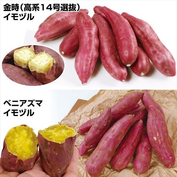 イモヅル 芋づる  金時＆ベニアズマさつまいもイモヅルセット 2種40本 送料込み [特別セールチラシ]