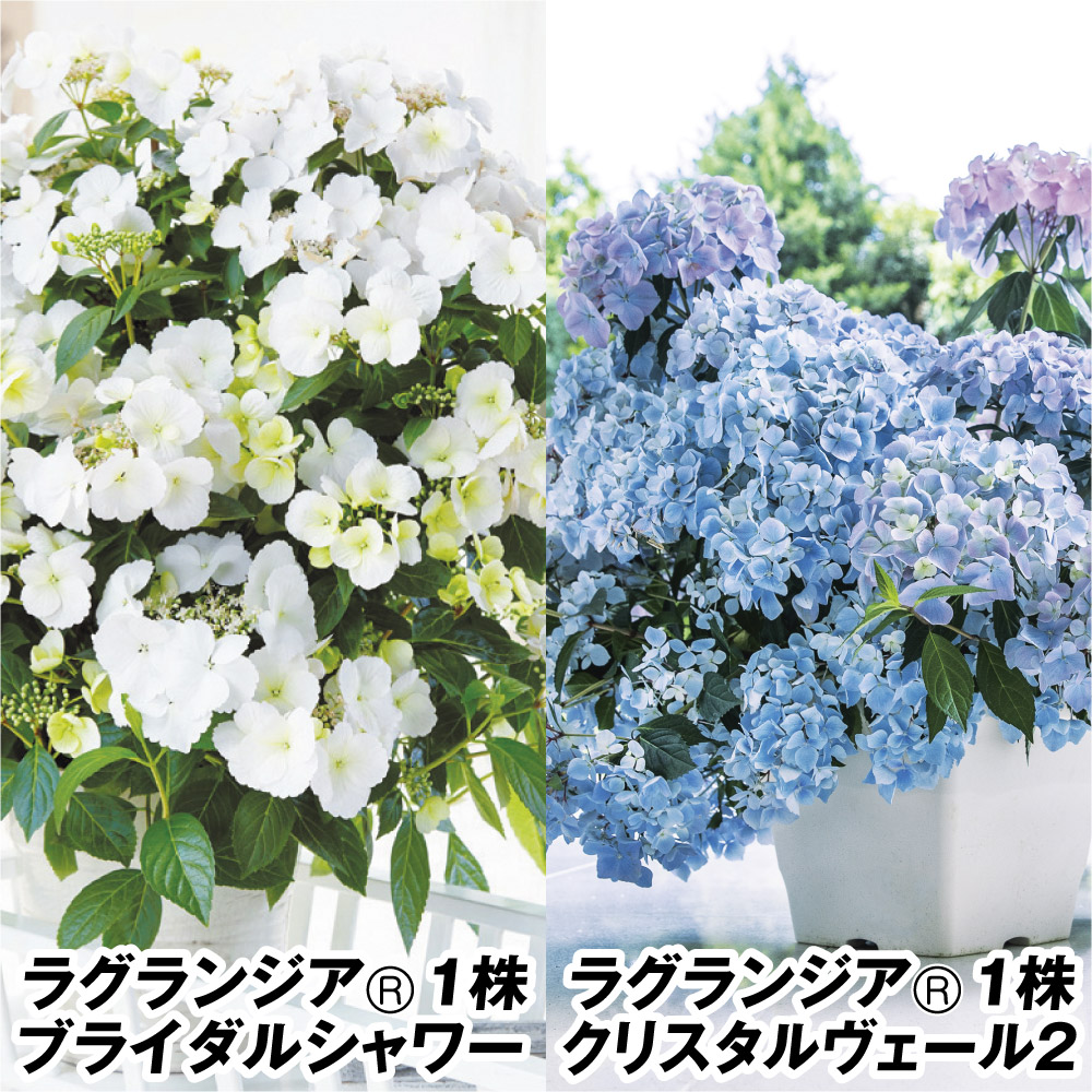 花木苗 アジサイ ラグランジア(R）セット 2種2株 送料込み [特別セールチラシ]