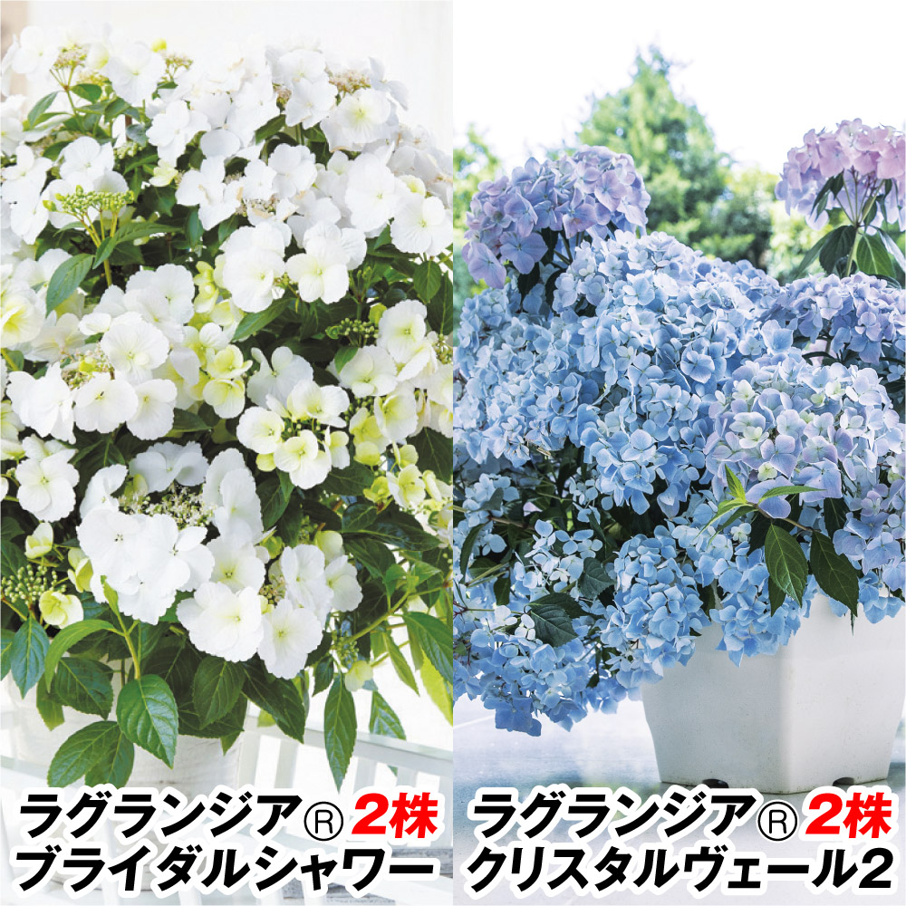 花木苗 アジサイ ラグランジア(R）セット 2種4株 送料込み [特別セールチラシ]