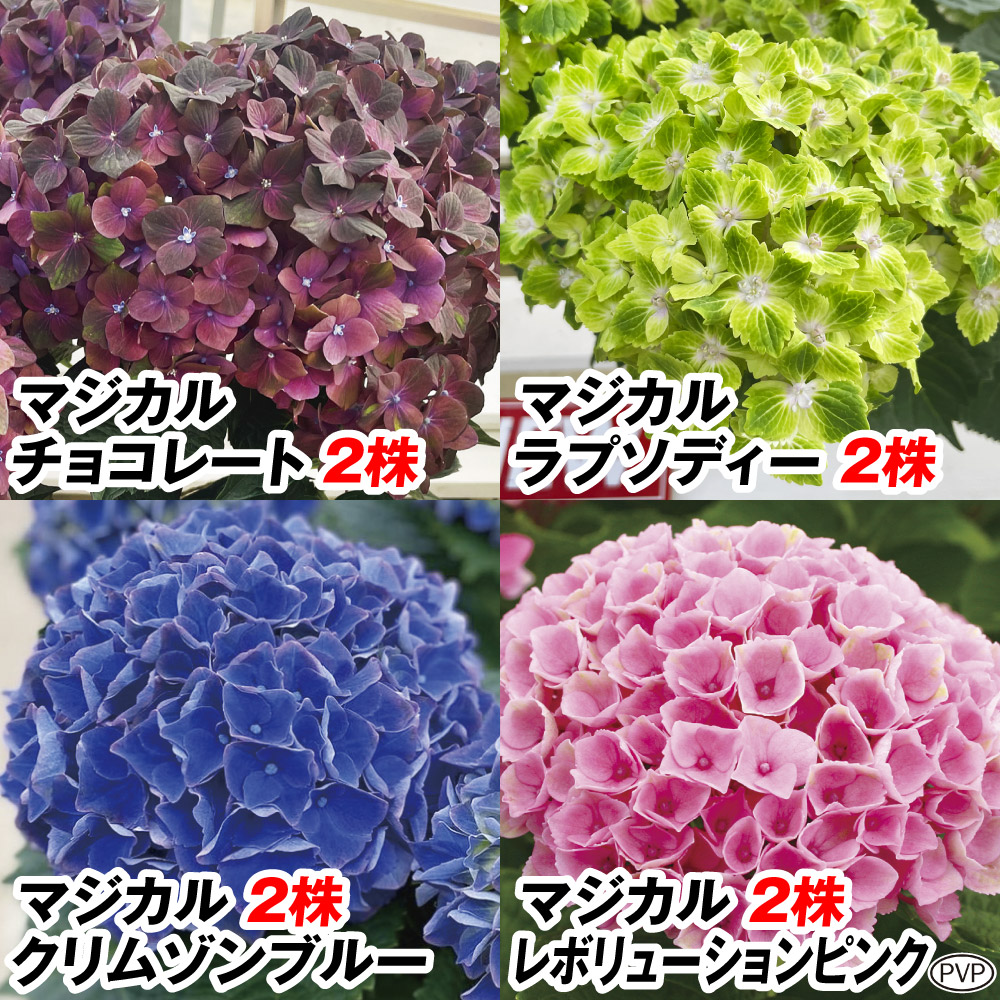 花木苗 アジサイ マジカルシリーズセット 4種8株 送料込み [特別セールチラシ]