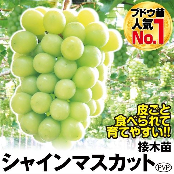 果樹苗 ブドウ シャインマスカットPVP接木苗 1株 送料込み [特別セールチラシ]