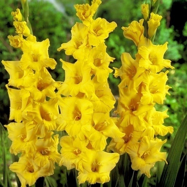 春植え球根 グラジオラス 黄花