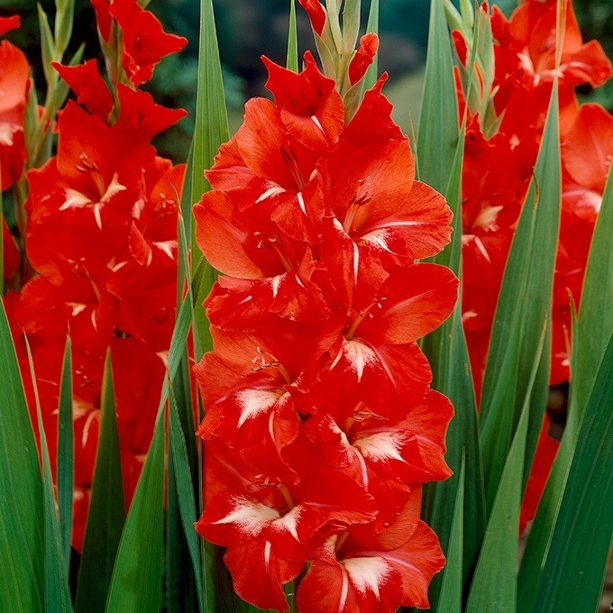 春植え球根 グラジオラス トレーダーホーン