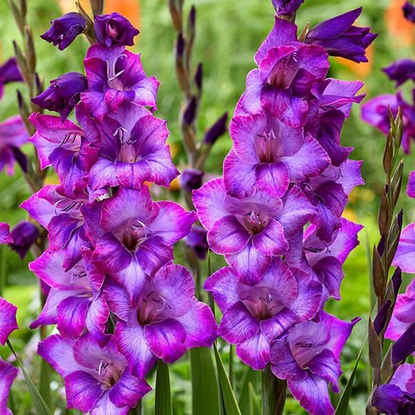 春植え球根 コンパクトグラジオラス キム