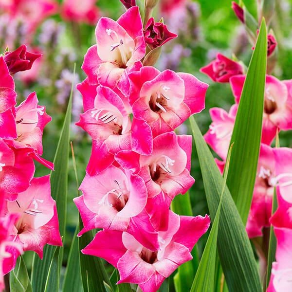 春植え球根 コンパクトグラジオラス リジー