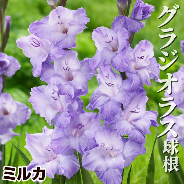 春植え球根 グラジオラス ミルカ