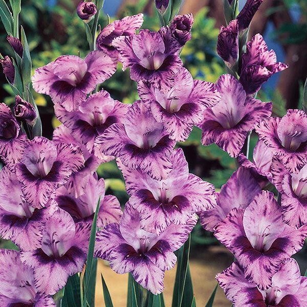 春植え球根 グラジオラス パッソス