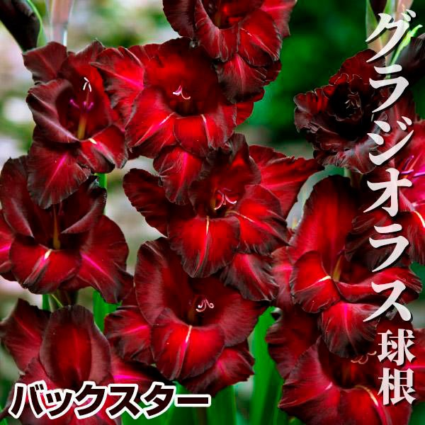 春植え球根 グラジオラス バックスター