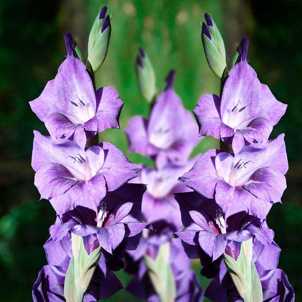 春植え球根 グラジオラス パフォーマー