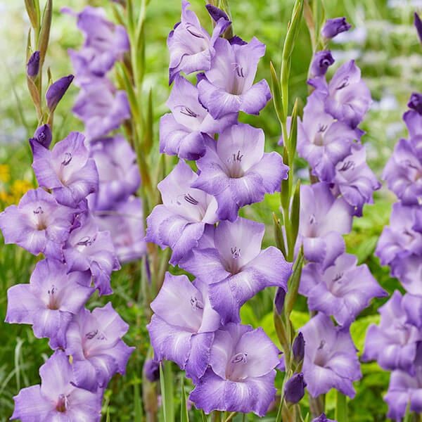 春植え球根 グラジオラス パフォーマー