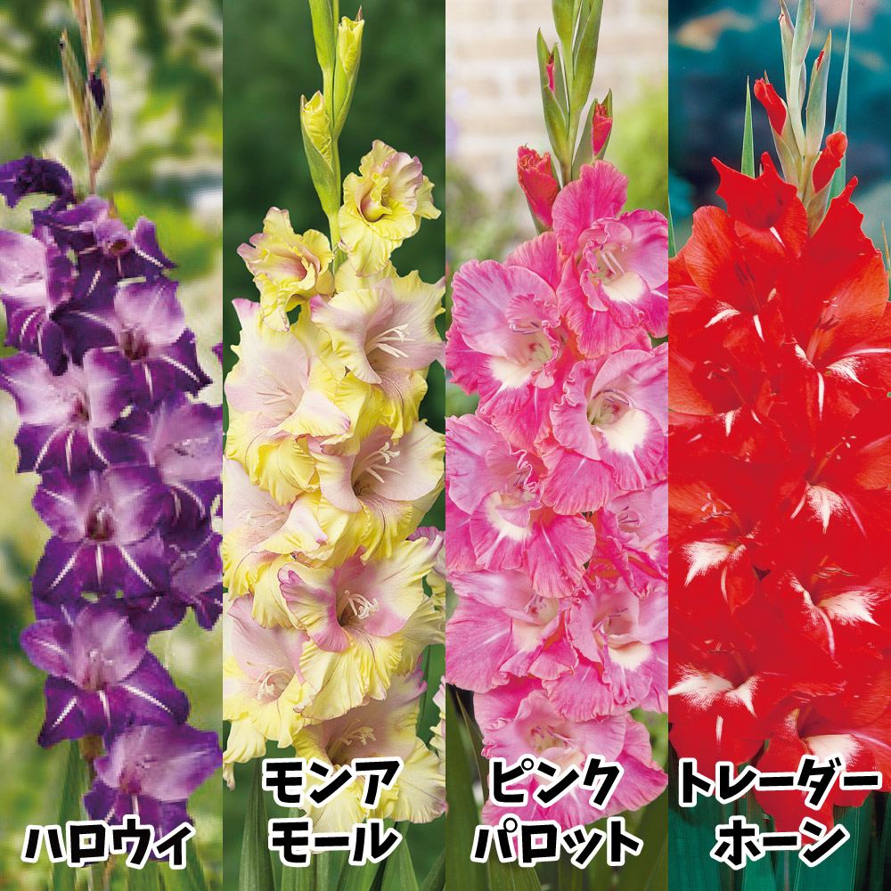 春植え球根 グラジオラス 激推しグラジオラスセット