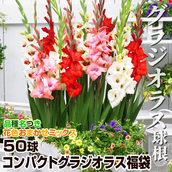 春植え球根 グラジオラス コンパクトグラジオラス福袋