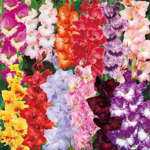 春植え球根 グラジオラス 高級グラジオラス福袋 50球