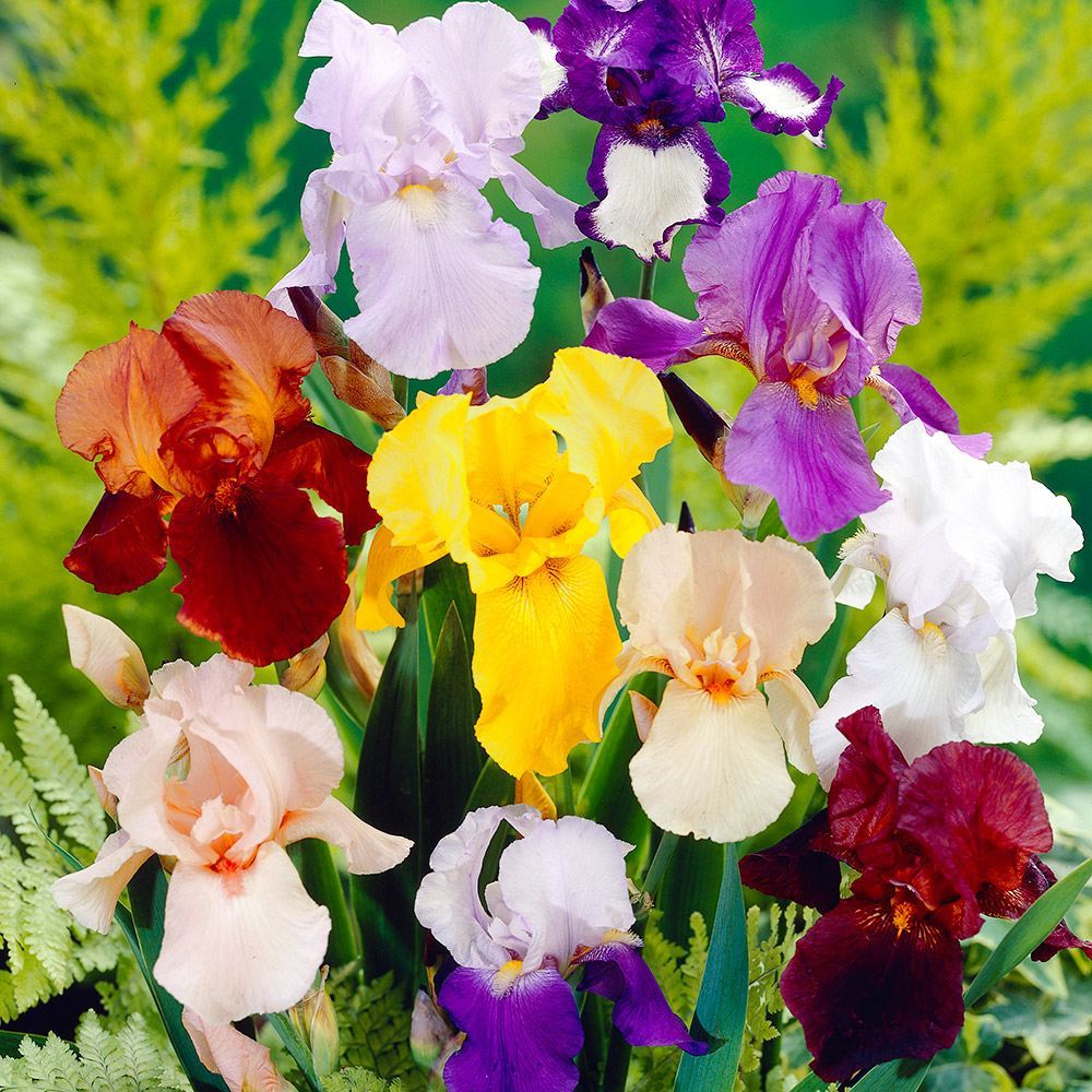 ジャーマンアイリス カラフルジャーマンアイリスセット(無選別) 8株 送料無料