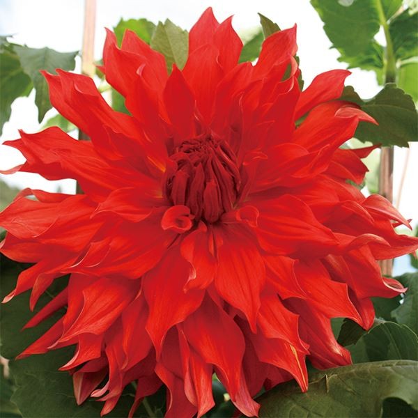 春植え球根 ダリア 大恋愛 (超巨大輪) 1球