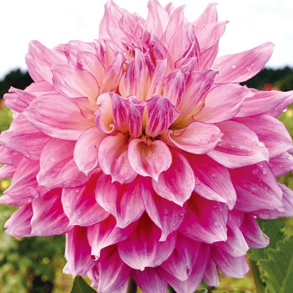 春植え球根 ダリア 夢山桜 (超巨大輪) 1球