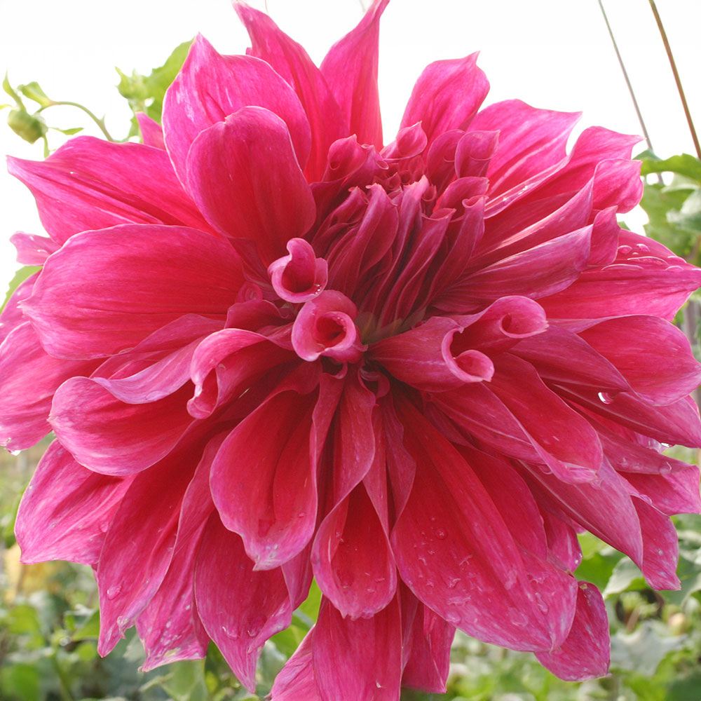 春植え球根 ダリア エモリーポール (超巨大輪) 1球