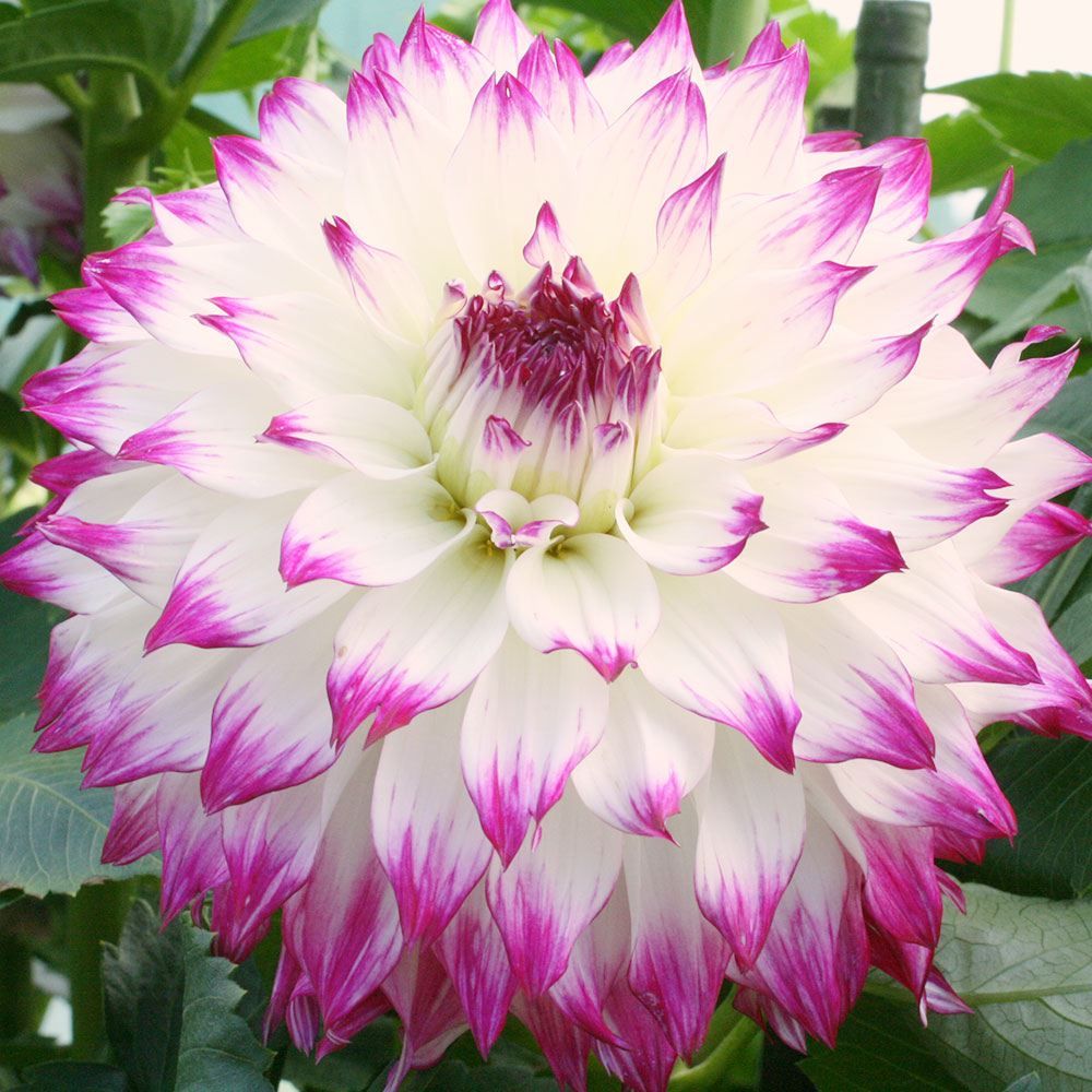 春植え球根 ダリア ウェディングマーチ (中大輪) 1球