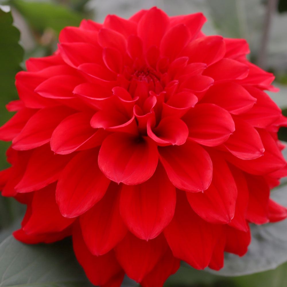 春植え球根 アルマルビー ダリア (中大輪) 1球