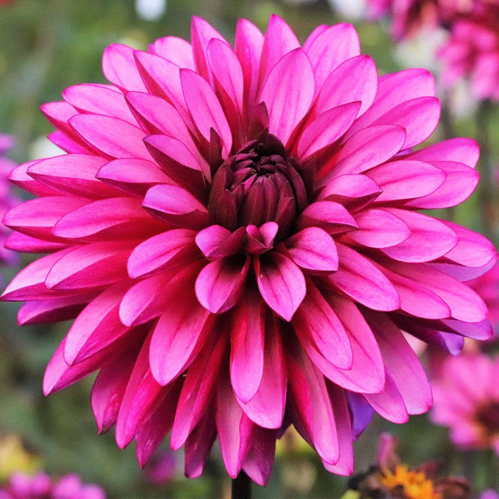 春植え球根 ダリア タンザナイト (中輪) 1球