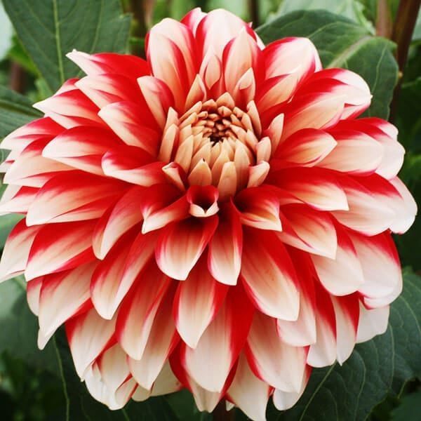 春植え球根 ダリア 縁結び (中輪) 1球