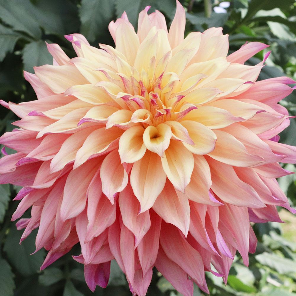 春植え球根 ダリア 竜宮 (巨大輪) 1球