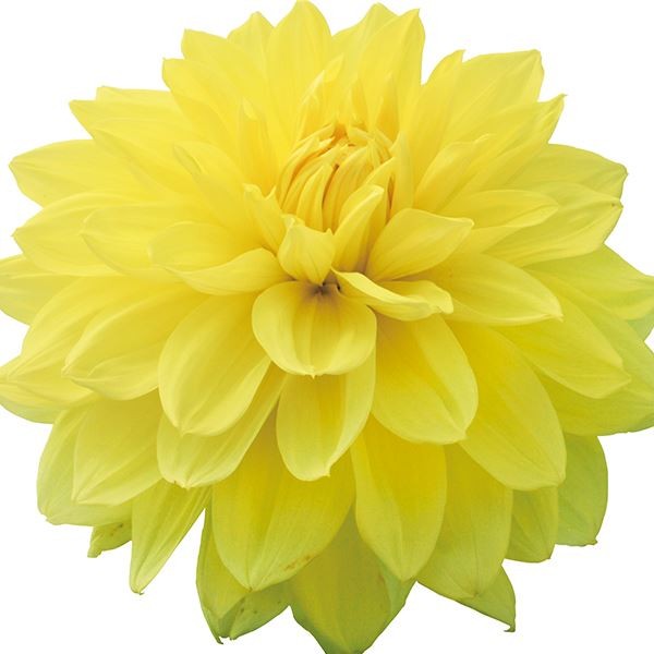 春植え球根 ダリア 巨星 (巨大輪) 1球