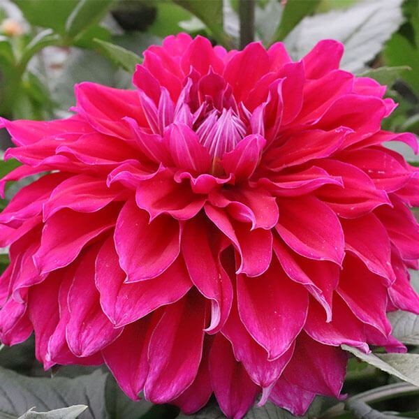 春植え球根 ダリア 霧の海 (巨大輪) 1球