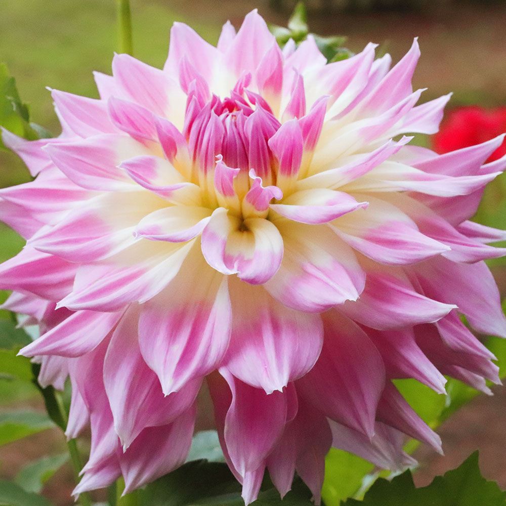 春植え球根 ダリア 天映 (大輪) 1球