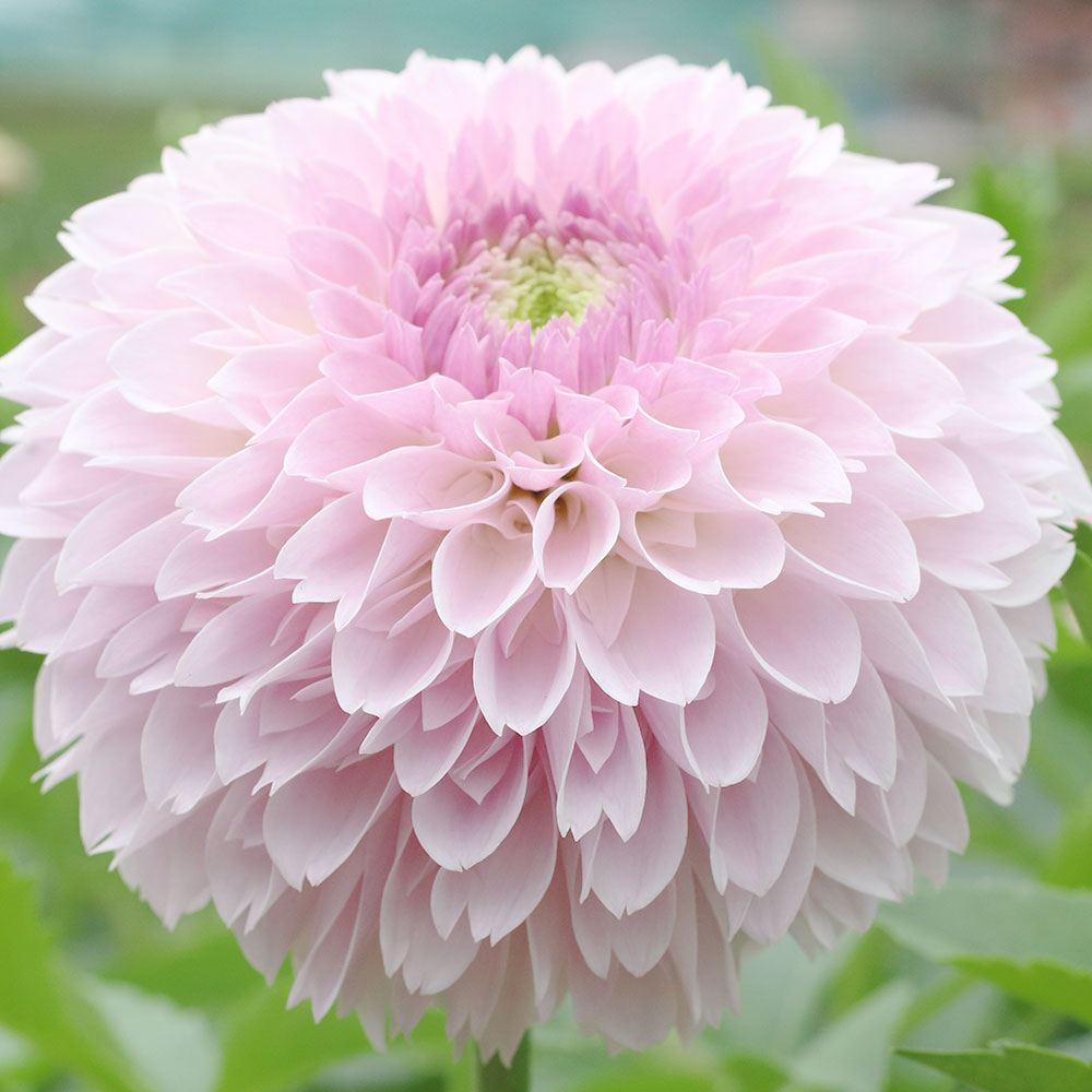 春植え球根 ダリア 詩織 (中小輪) 1球