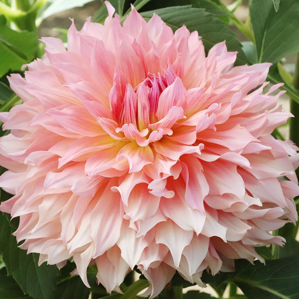 春植え球根 ダリア 王妃 (大輪) 1球