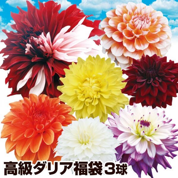 春植え球根 高級ダリア福袋 3球