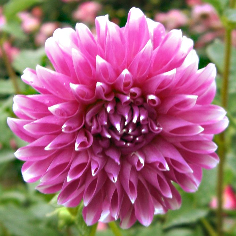 春植え球根 ダリア 2色咲 桃白 2球