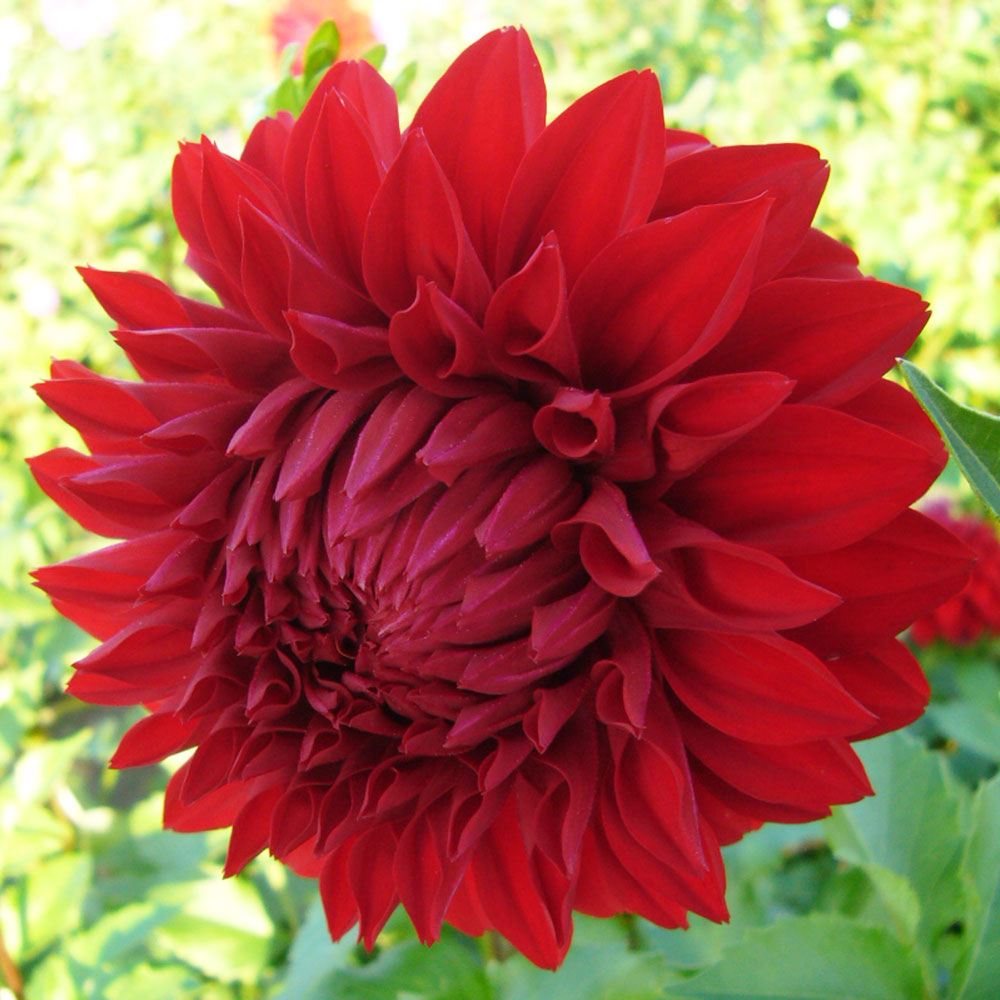 春植え球根 ダリア 球宴 (中大輪) 2球