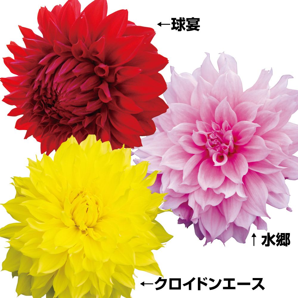 春植え球根 ダリア 大輪咲きダリアお買得セット3種3球