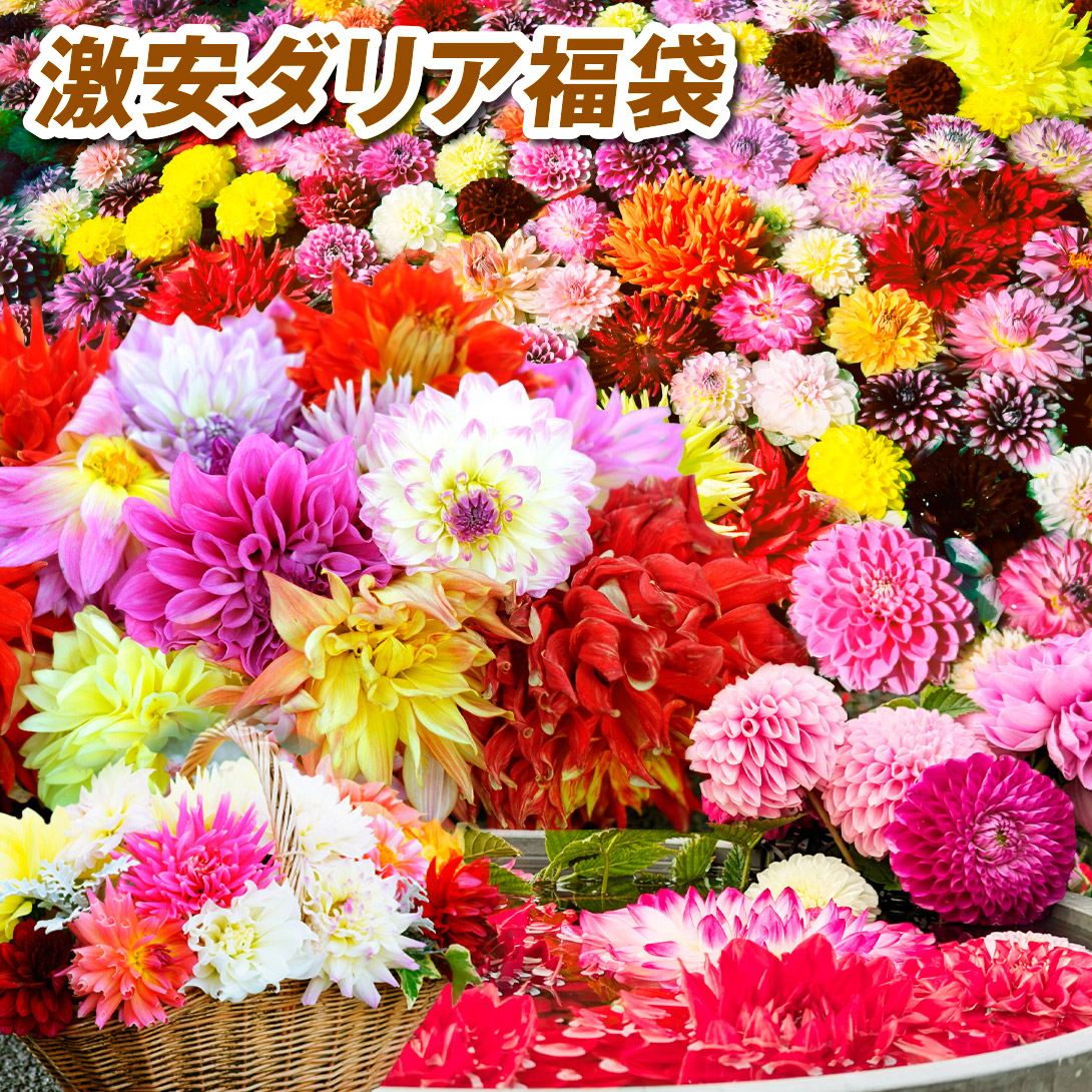 春植え球根 激安ダリア福袋