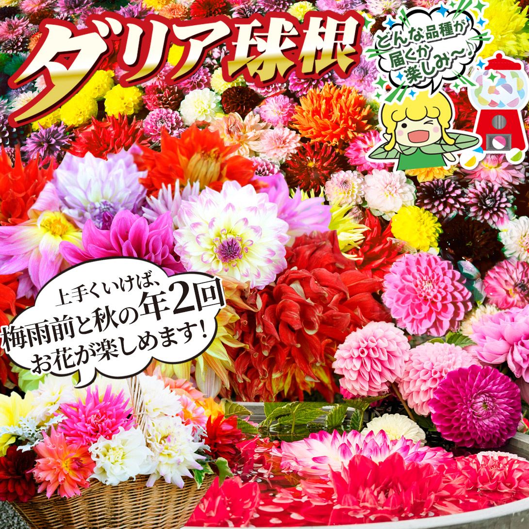 ダリア福袋