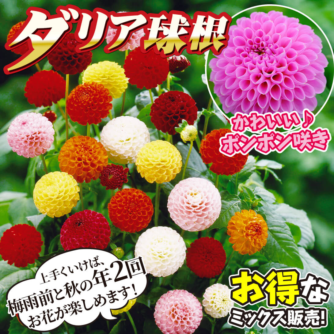 切花向きポンポンミックス