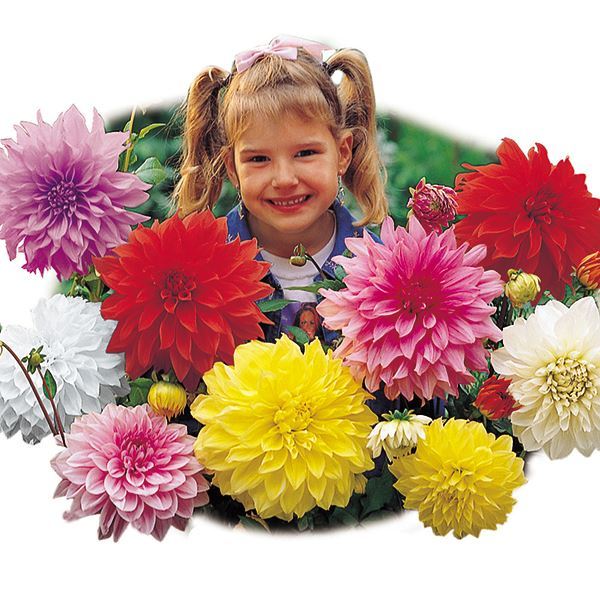 春植え球根 ダリア 切花向き大輪ダリアミックス(無選別) 5球