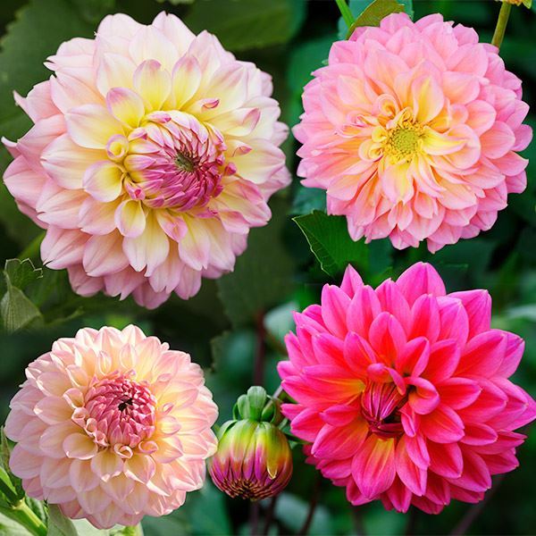 春植え球根 ダリア フェスター (中輪) 2球