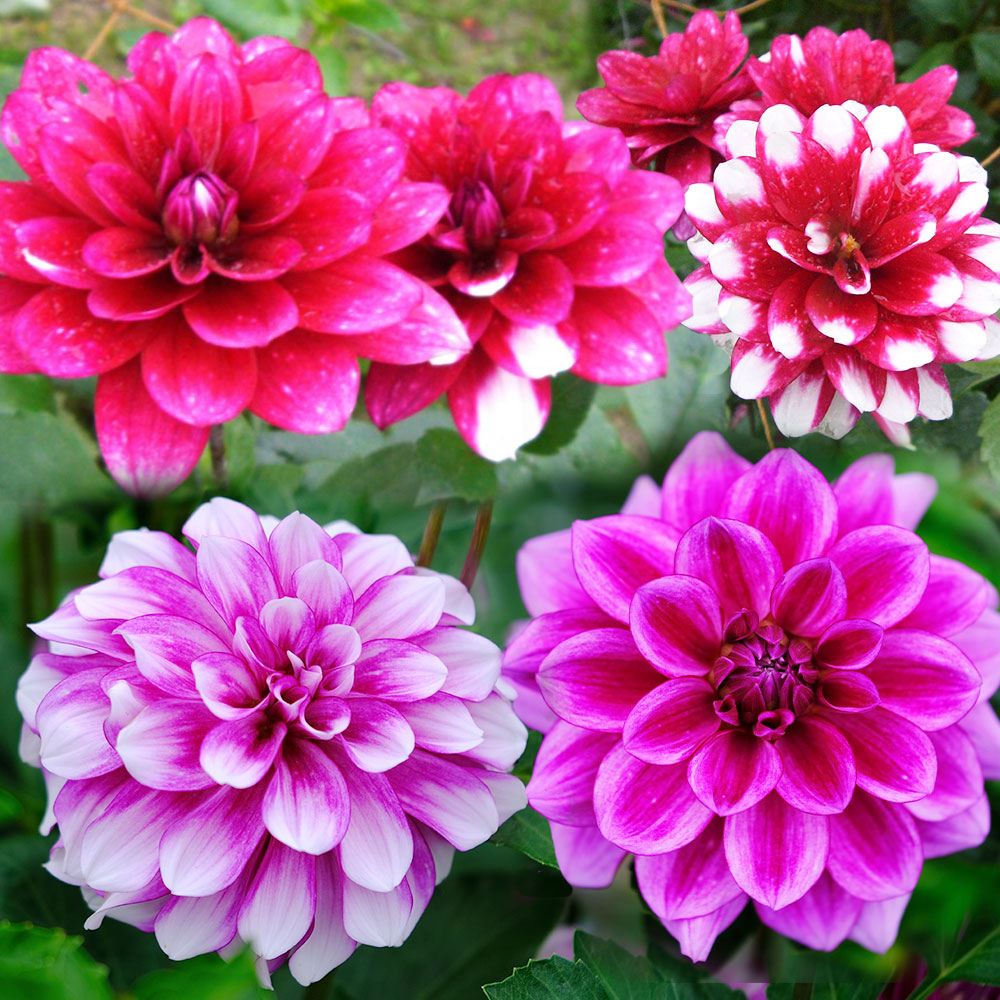 春植え球根 ダリア 舞姫 (小輪) 2球